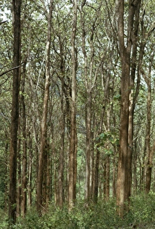 Images Dated 3rd August 2006: Teak Forest South India