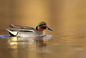 Teal - drake in early morning light swimming through golden coloured water