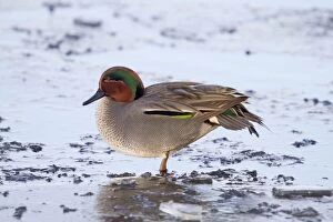 Images Dated 1st January 2010: Teal - drake- winter- UK