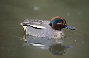Teals Prints: Teal Duck