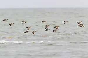 Teal Prints: Teal - flock flying over the sea - Northumberland - England