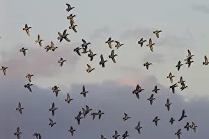 Anas Crecca Gallery: Teal - Large flock of teal in flight catching the evening sun