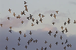 Teal - Large flock of teal in flight catching the evening sun Teal - Large flock of teal in flight catching the evening sun