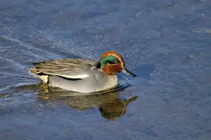 Teal Prints: Teal - male - Cornwall - UK