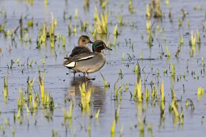 Drakes Gallery: Teal - pair standing on frozen lake, Island of Texel, The Netherlands Date: 11-Feb-19