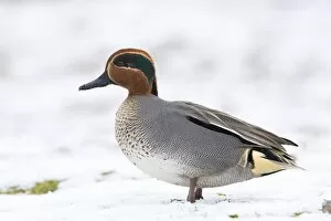 Anas Crecca Gallery: Teal - Single adult drake teal resting on snow
