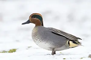 Norfolk Prints: Teal - Single adult drake teal resting on snow. Norfolk, UK
