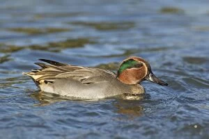 Images Dated 22nd October 2011: Teal - swimming