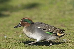 Images Dated 22nd October 2011: Teal - walking over pasture