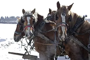Harnesses Prints: Team of four work horses on Amish farm in upstate New York - In barnyard - In snow -Pulling wagon