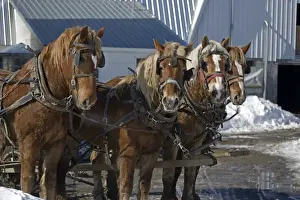 Team of four work horses on Amish farm in upstate New York - In barnyard - In snow -Pulling wagon