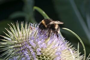 Bumble Gallery: Teazle flower head bumble bee feeding