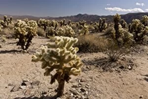 Images Dated 12th February 2012: Teddy-bear Cholla