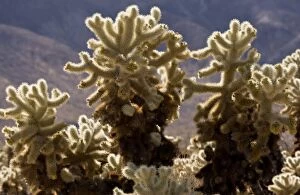 Images Dated 12th February 2012: Teddy-bear Cholla