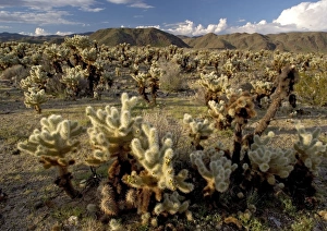 Images Dated 27th February 2005: Teddy-bear Cholla Cactus