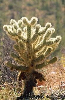 Images Dated 6th May 2008: Teddy Bear Cholla Cactus Arizona, USA