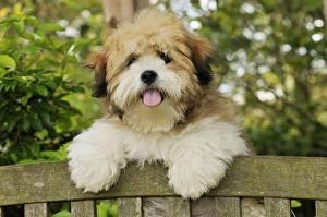 Images Dated 10th August 2009: Teddy Bear dog
