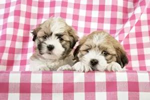 Teddy Bear Dog - puppies (8 weeks old)