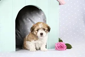 Kennels Prints: Teddy Bear Dog - puppies (8 weeks old) in dog kennel