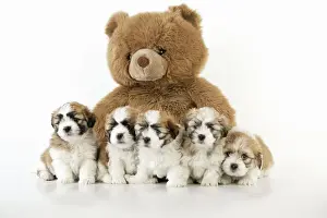 Teddy Bear Prints: Teddy Bear Dog - puppies (8 weeks old) with a teddy bear