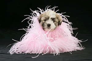 Teddy Bear Dog - puppy (8 weeks old) with black background and pink scarf Teddy Bear Dog - puppy (8 weeks old) with black background and pink scarf