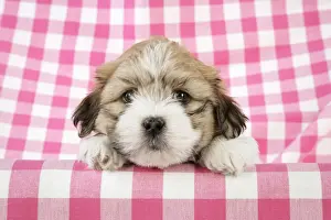 Teddy Bear Dog - puppy (8 weeks old)