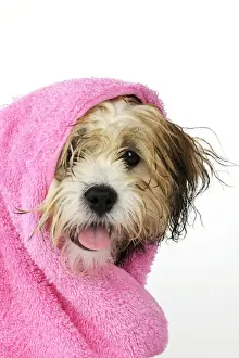 Teddy Bear dog - wet, wrapped in a towel