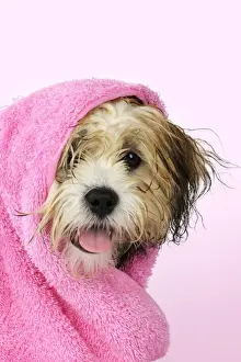Cute Prints: Teddy Bear dog - wet, wrapped in a towel Manipulation: background colour changed