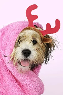 Teddy Bear dog wrapped in a towel wearing a pair of red Christmas antlers Date: 10-09-2009
