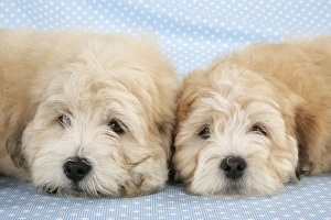 Images Dated 23rd July 2008: Teddy Bear Dogs
