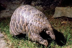 Images Dated 5th February 2014: Temminck's Ground / Cape Pangolin