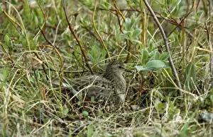 Temminck's Stint