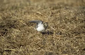 Temminck's Stint - display flight