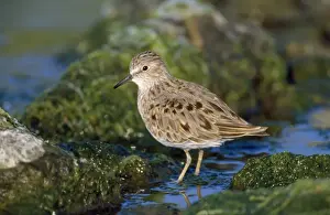 Temminck's Stint - display flight