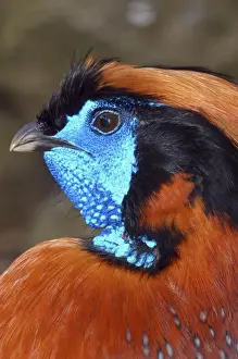 Temminck's tragopan Himalayas