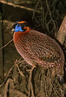 Temminck's Tragopan - male