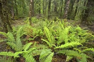 Images Dated 7th December 2008: Temperate rainforest