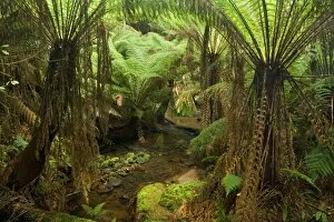 Temperate rainforest - brook flows through a gully with lots of treefern in a lush temperate rainforest