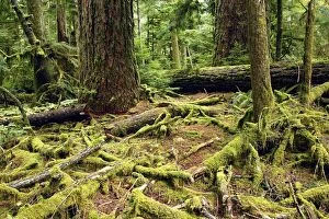 Images Dated 6th October 2007: Temperate Rainforest Cathedral Grove on Princess Royal Island. British Columbia. Canada