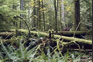 Images Dated 6th October 2007: Temperate rainforest. Cathedral Grove Princess Royal Island - British Columbia - Canada