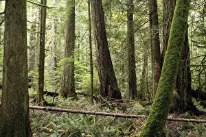 Trees Collection: Temperate rainforest. Cathedral Grove Princess Royal Island - British Columbia - Canada
