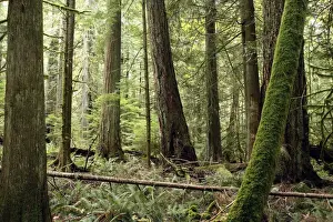 Temperate rainforest. Cathedral Grove Princess Royal Island - British Columbia - Canada