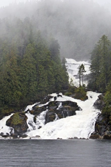Images Dated 1st October 2007: Temperate Rainforest - estuary with salmons running upstream Princess Royal Island