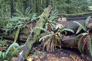 Ranforest Prints: Temperate rainforest - ferns & fallen tree trunk