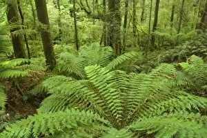 Temperate rainforest - a gully with lots and lots of treefern in a lush temperate rainforest