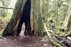 Ranforest Prints: Temperate rainforest - hollow tree trunk