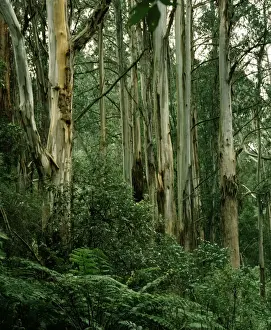 Ashes Prints: Temperate Rainforest - Including Mountain ash & Tree fern - Dandenong Ranges National Park