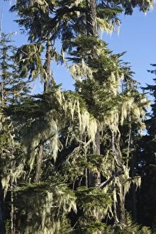 Temperate rainforest - lichens on cedar