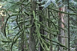 Images Dated 6th October 2007: Temperate rainforest - lichens on dead trees