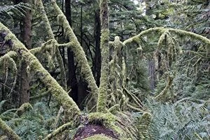 Temperate rainforest - lichens on dead trees